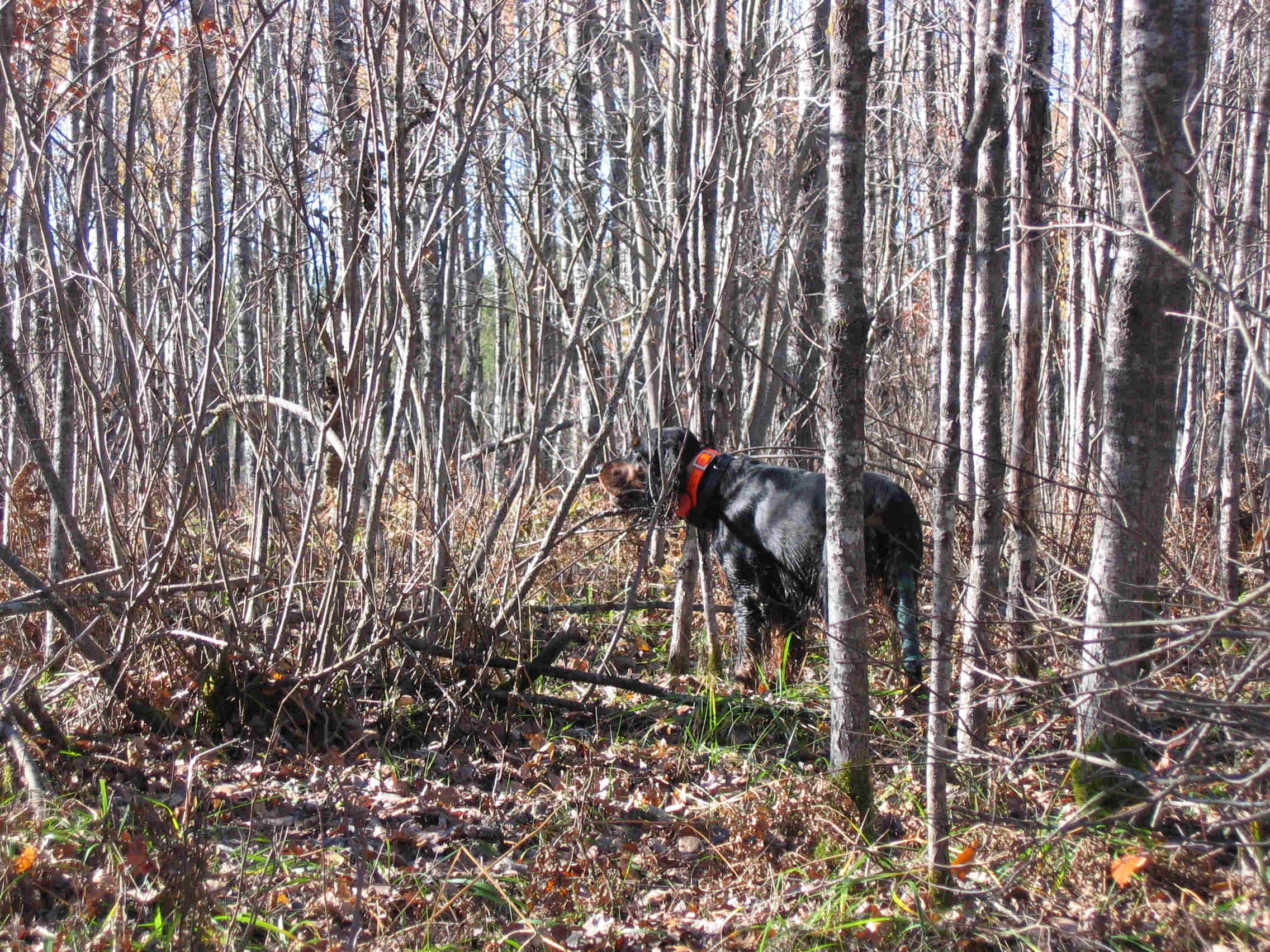 Grouse Hunting