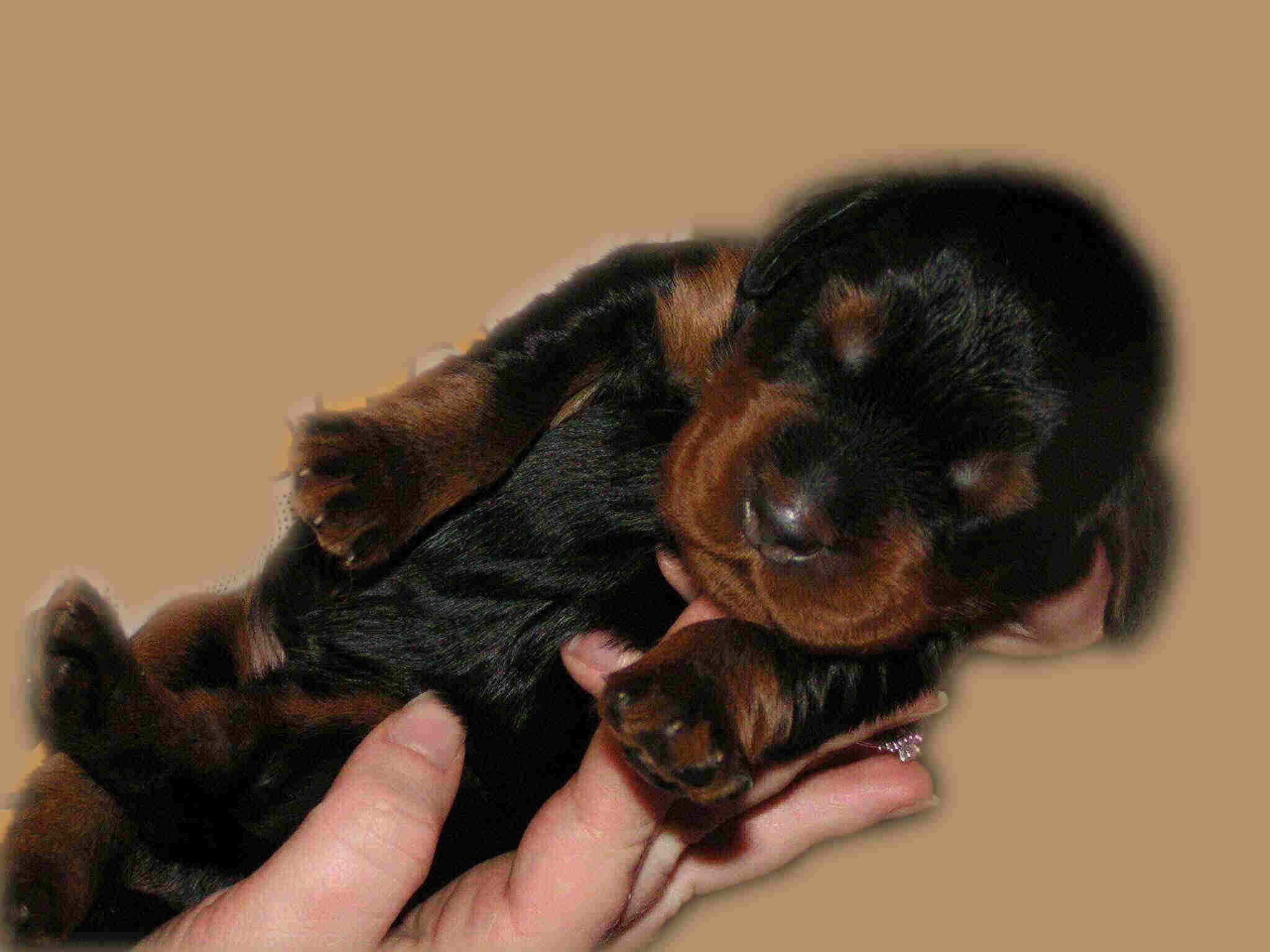 Newborn puppy